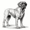 Detailed Vector Illustration Of French Mastiff In Harsh Realism Style