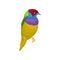 Detailed vector portrait of gouldian finch. Exotic bird with bright-colored feathers and little beak. Wildlife and fauna