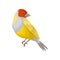 Detailed vector portrait of yellow lady gouldian finch with red head and white breast. Exotic bird with colorful