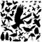 Detailed Vectoral Bird Silhouettes