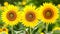 Detailed and vibrant close up of sunflowers presenting a stunning and natural view