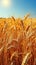 detailed and vibrant image of a vast wheat field, capturing the essence of a serene