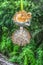 Detailed view of a baobab flower