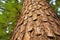 a detailed view of the bark of a pine tree