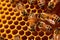 Detailed view, bees hard at work on honey-filled cells