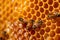 detailed view of beeswax structure in hive