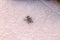 Detailed view of a black fly perched on ceramic floor