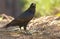 Detailed view of a black raven