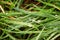 Detailed view of the blades of grass with water drops after rain