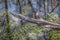 Detailed view of a broken branch and trees reflection on the water river with algae and aquatic vegetation