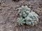 Detailed view of cactus plant on dark soil in garden, detail of spikes and texture of cactus