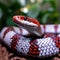 A detailed view of the captivating scales and colors of a red milk snake