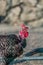 Detailed view of a chicken head, blurred background