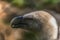 Detailed view of a Griffon vulture head, a typical Eurasian griffon