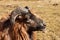 Detailed view of the head of the ram. Breeding of domestic animals. Agricultural farm.