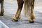 Detailed view of horse hoof foot outside stables, view from behind