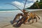 A detailed view of a lobster resting on the sandy beach, Australian Rock lobster on a beach, AI Generated