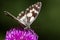 Detailed view marbled white melanargia galathea butterfly viol