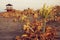 A detailed view on a maroccan desert plants with sand, sea and