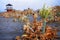 A detailed view on a maroccan desert plants with sand, sea and a watchtower on the background.