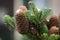 Detailed view of mature cones of Korean silver fir Abies koreana with resin