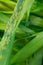 Detailed view natural wheat leaf rust disease infestation