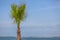 Detailed view of a palm tree with blue sky