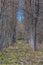 Detailed view of the parallel trees on the herbs field