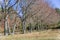 Detailed view of the parallel trees in the middle at the woods, typical vegetation