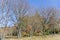 Detailed view of the parallel trees in the middle at the woods, typical vegetation