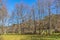 Detailed view of the parallel trees, path in the middle on the herbs field