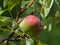 Detailed view on the pear on the tree in the garden.