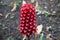 A detailed view of a Pineapple Ginger flower