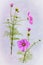 Detailed view of pink Cosmos flowers .