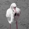 Detailed view of pink flamingo