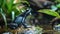 detailed view of a poison dart frog near a river