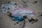 A detailed view of a Portuguese Man-O-War washed ashore on the beach in Cornwall