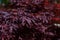 Detailed view of red maple leaves. Acer palmatum