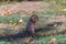 Detailed view of a single funny rodent, prairie dog, genus Cynomys