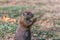 Detailed view of a single funny rodent, prairie dog, genus Cynomys