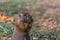 Detailed view of a single funny rodent, prairie dog, genus Cynomys