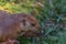 Detailed view of a single funny rodent, prairie dog, genus Cynomys