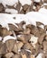 Detailed view of Snow Covered Log Pile