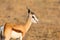 Detailed view on springbok antidorcas marsupialis in evening sun