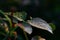 Detailed view of the surface of several dark green rose leaves with water droplets among the semi-blurred ones.