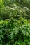 Detailed view of a tall plant of the giant hogweed