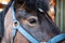 Detailed view of a tethered horse at his stable block.