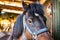 Detailed view of a tethered horse at his stable block.