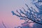 A detailed view of a tree branch covered in snow, showcasing the delicate beauty of winter, Frost-covered branches against a dusk