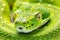 Detailed view of a vibrant green serpent in the lush jungle setting, showcasing the beauty of nature